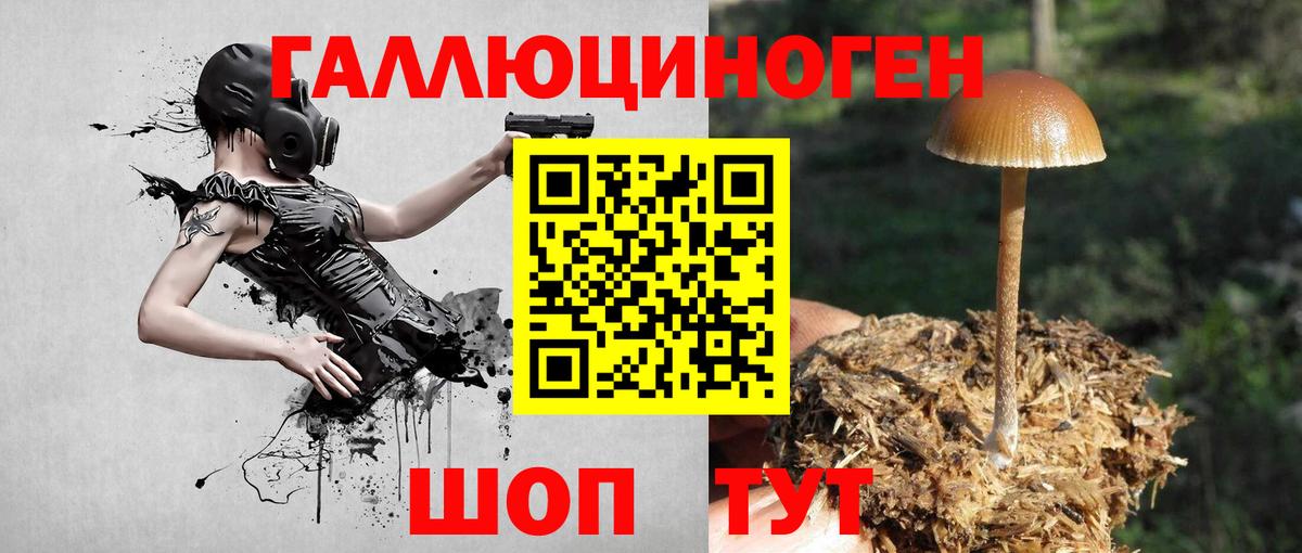 Губаха  Галлюциногенные грибы Psilocybine cubensis  Вход с VPN 